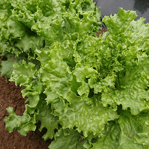 グリーンリーフ