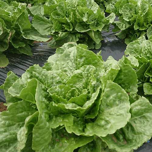 ロメインレタス